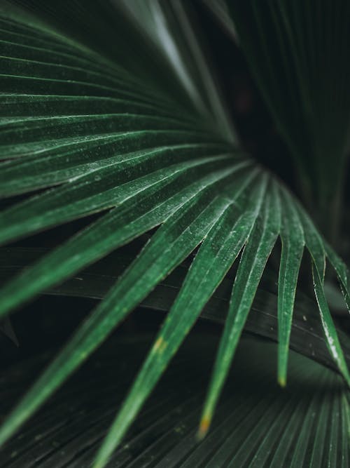 Close-Up Shot of Palm Leaves