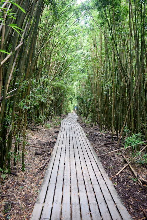 Fotobanka s bezplatnými fotkami na tému bambus, drevený, kmene