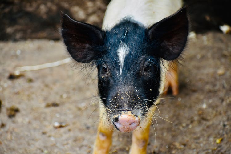 Close-up Of A Black Piglet 