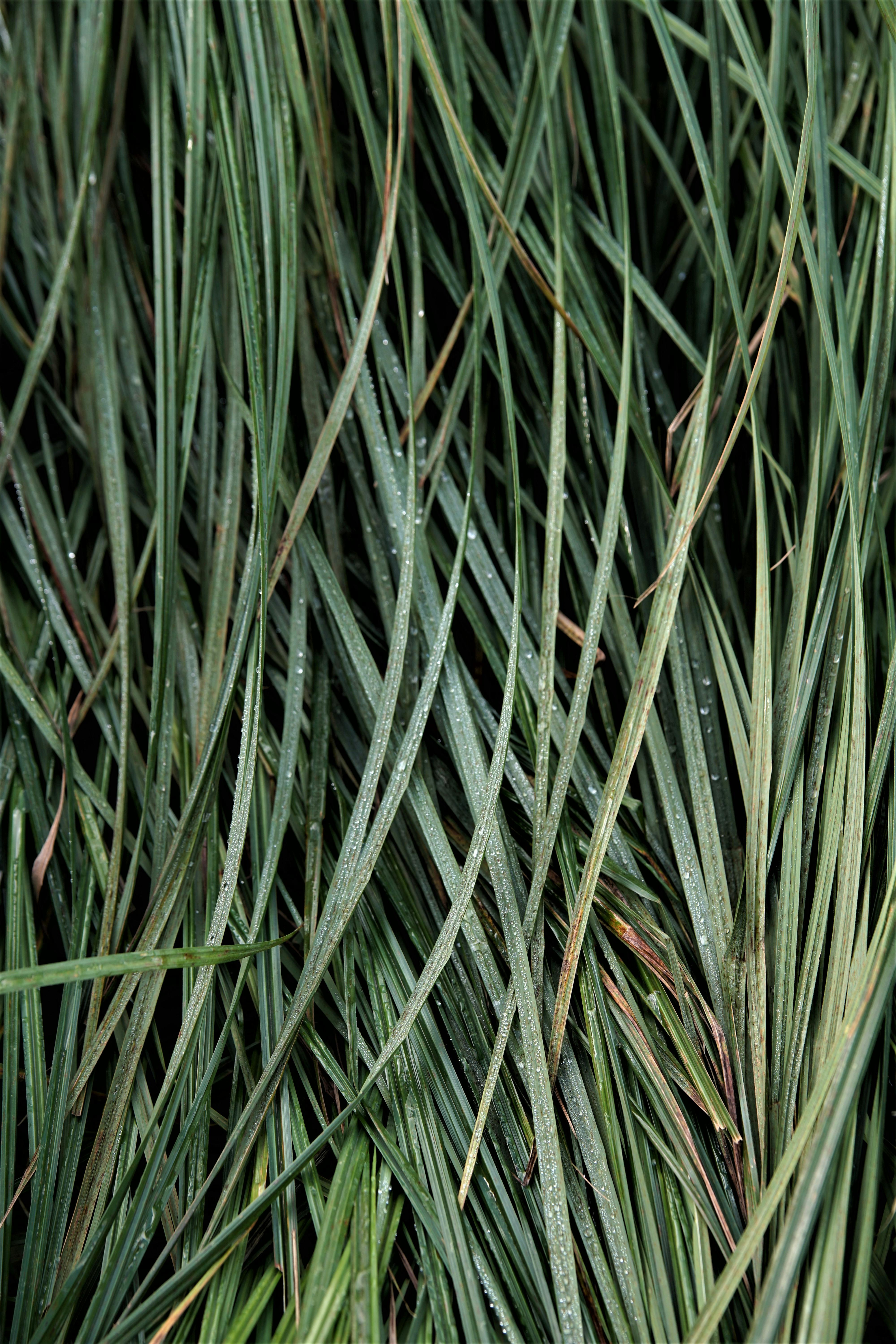 Detailed shot of vibrant green grass blades with dew droplets, showcasing nature's beauty.