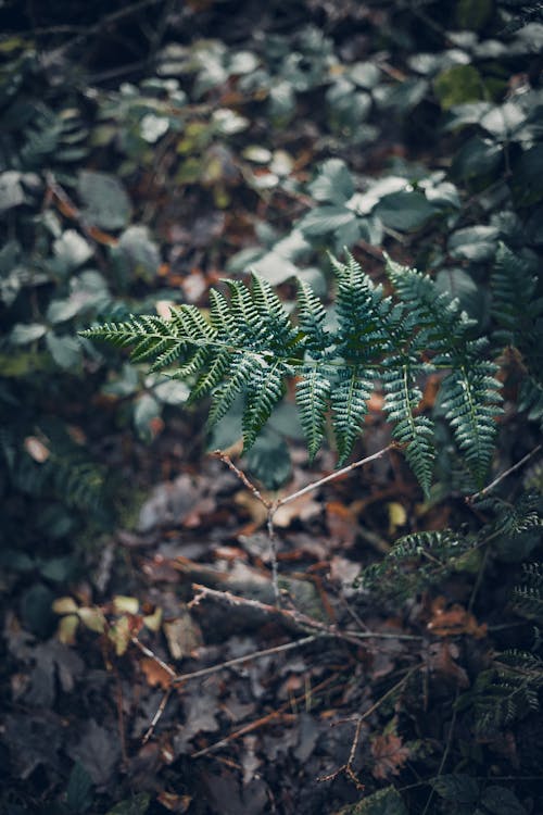 Green Fern Plant in the Forest 