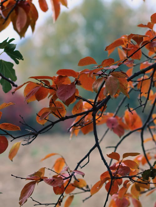Free stock photo of autumn, autumn leaf, bosco Stock Photo