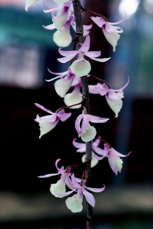 Tilt Shift Photo of White and Purple Flower
