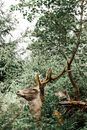 Brown Deer in Forest