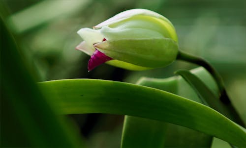 Green and Yellow Flower