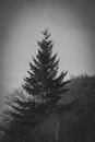 Grayscale Photo of Pine Tree
