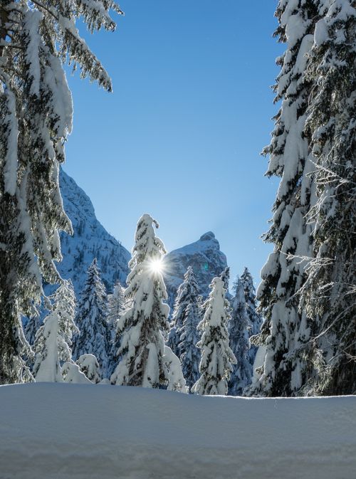 Free Majestic winter forest with snow-laden trees and mountain backdrop under a clear blue sky. Stock Photo