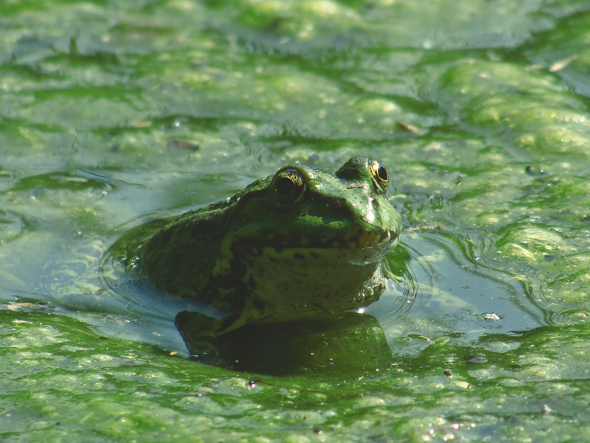 Green frog partially submerged in a pond with algae-covered water.