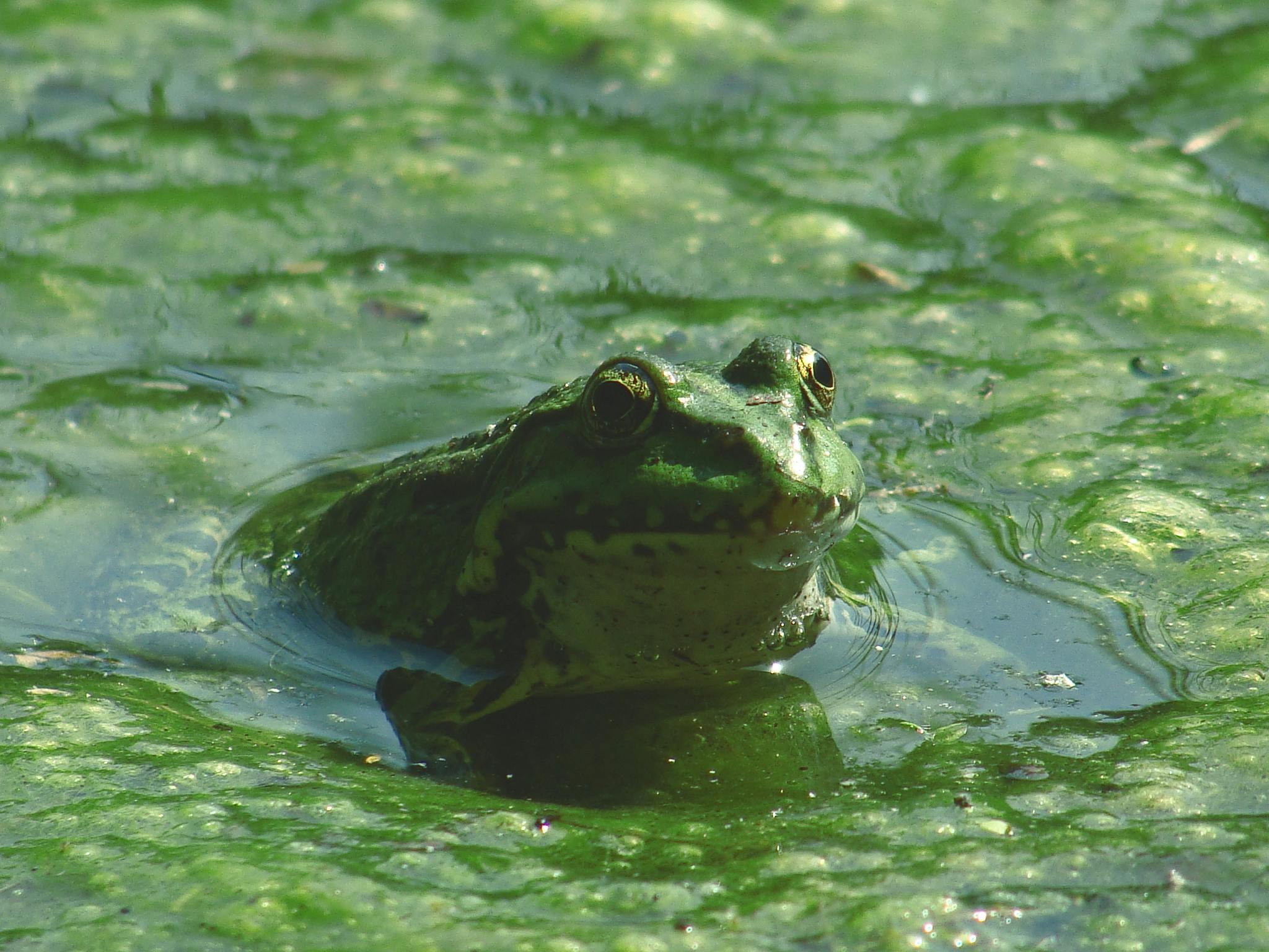 昼間の水域のカエル 無料の写真素材