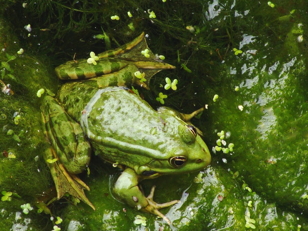 Free Green Frog Stock Photo