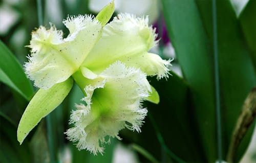 Крупным планом фотография зеленого цветка орхидеи