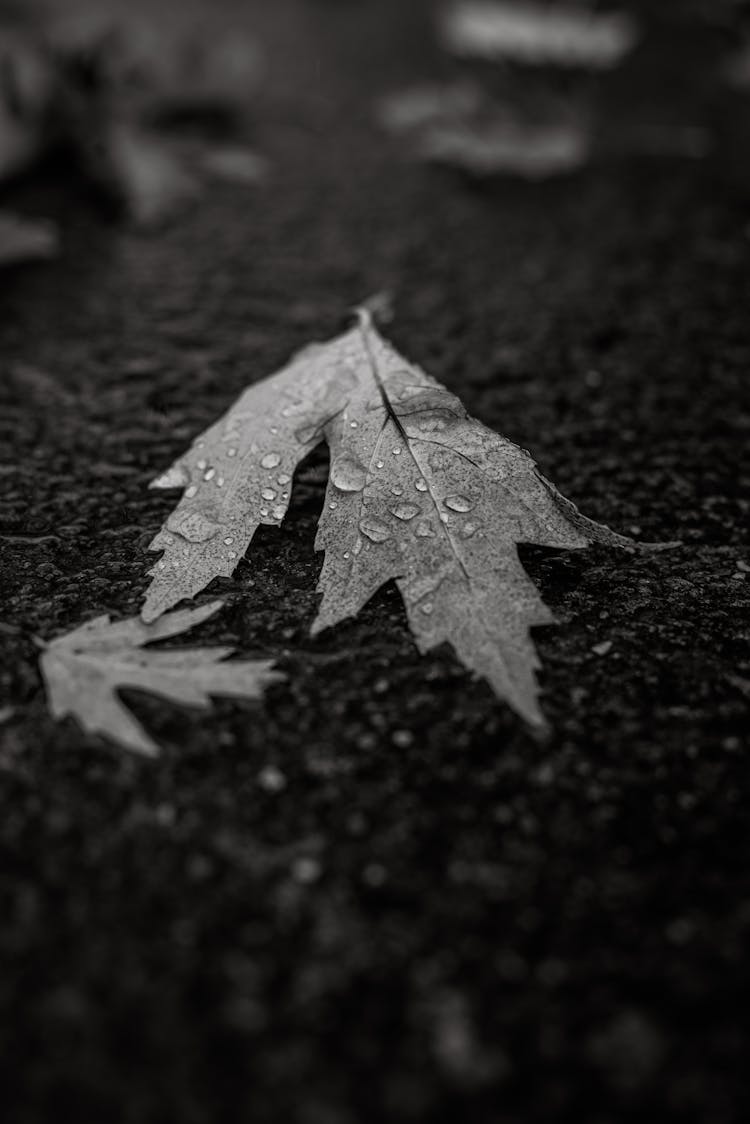 Raindrops On Leaves