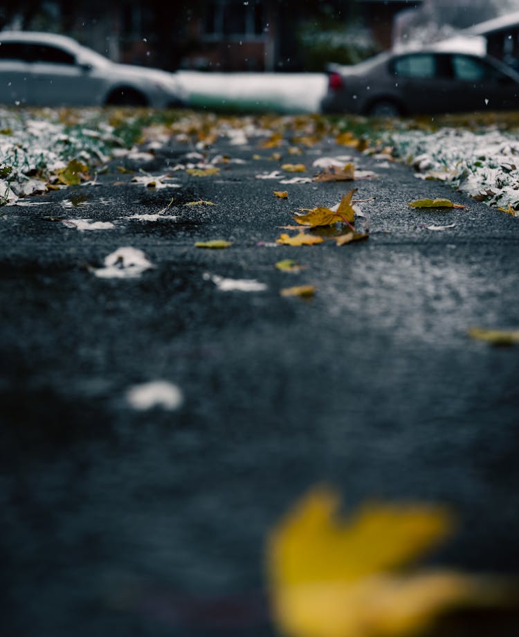 Yellow Leaves On A Wet Road 