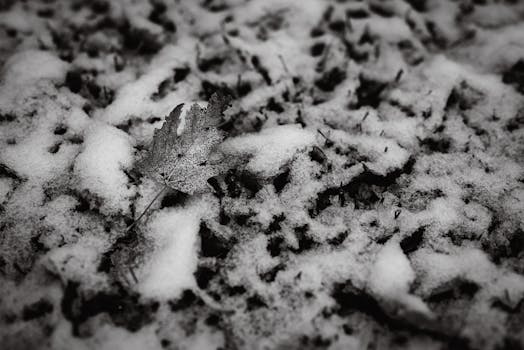 Black and white image of a solitary leaf on a snowy background, symbolizing winter's stark contrast.