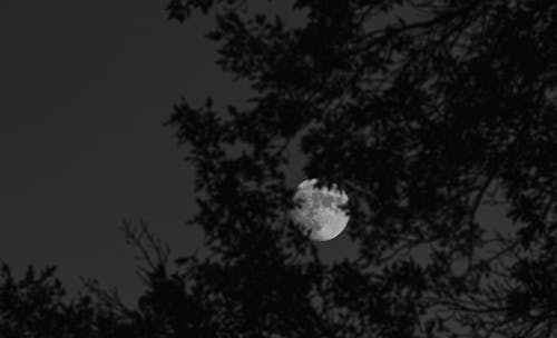 Grayscale Photo of Tree and Moon