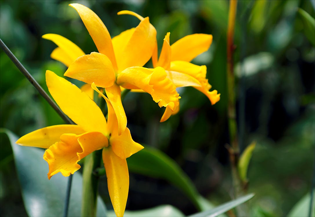 Gelbe Orchideen Im Nahaufnahmefoto