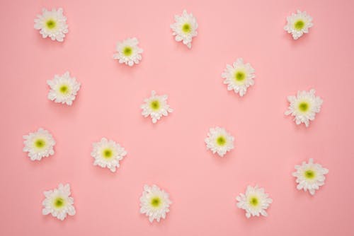 Fleur Blanche Et Jaune Sur Mur Rose