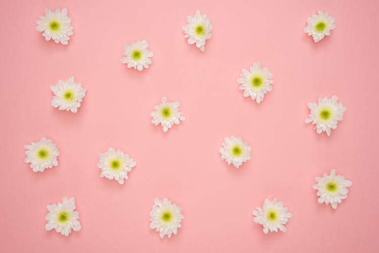 White And Yellow Flower On Pink Wall