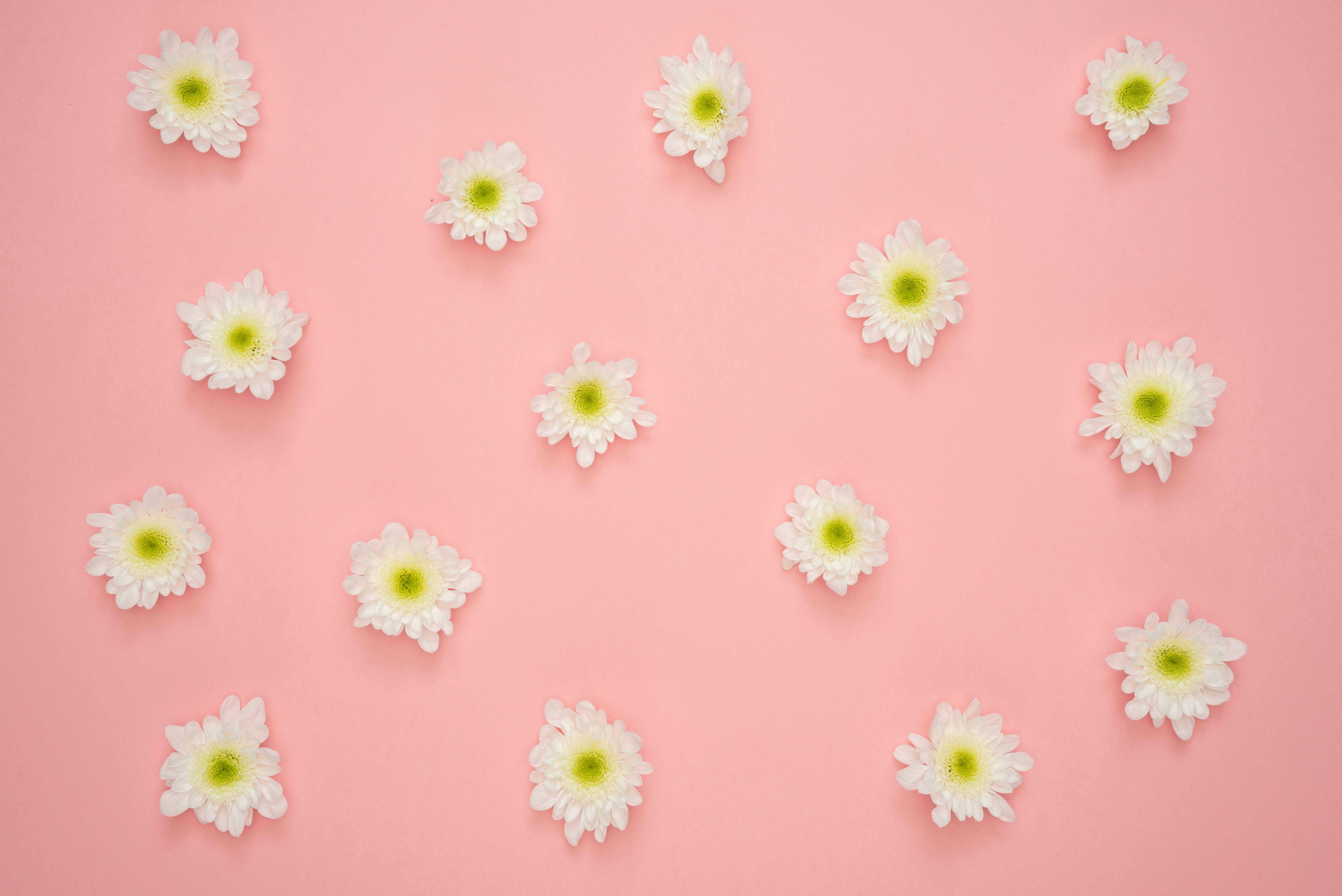 1000+ Great Flower Background Photos · Pexels · Free Stock Photos