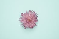 一朵美丽的粉红色花朵，在柔和的蓝色背景上显得格外孤立，其精致的花瓣尤为突出