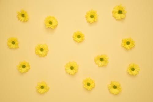 黄色雏菊躺在黄色的表面