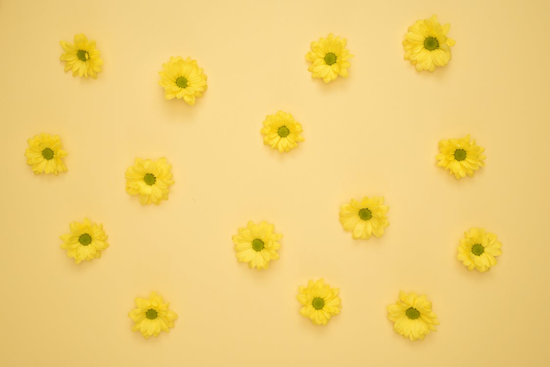 Kostenlos Gelbe Gänseblümchen Auf Gelber Oberfläche Stock-Foto