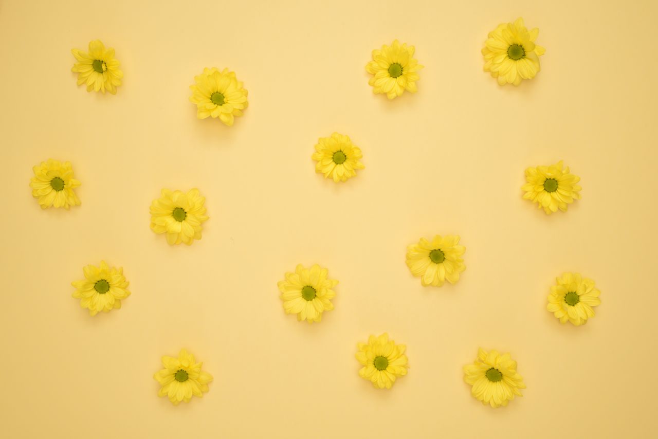 bright yellow flowers arranged on a seamless yellow background for sum