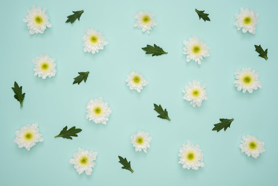 Free White Flowers and Leaves Decor Stock Photo