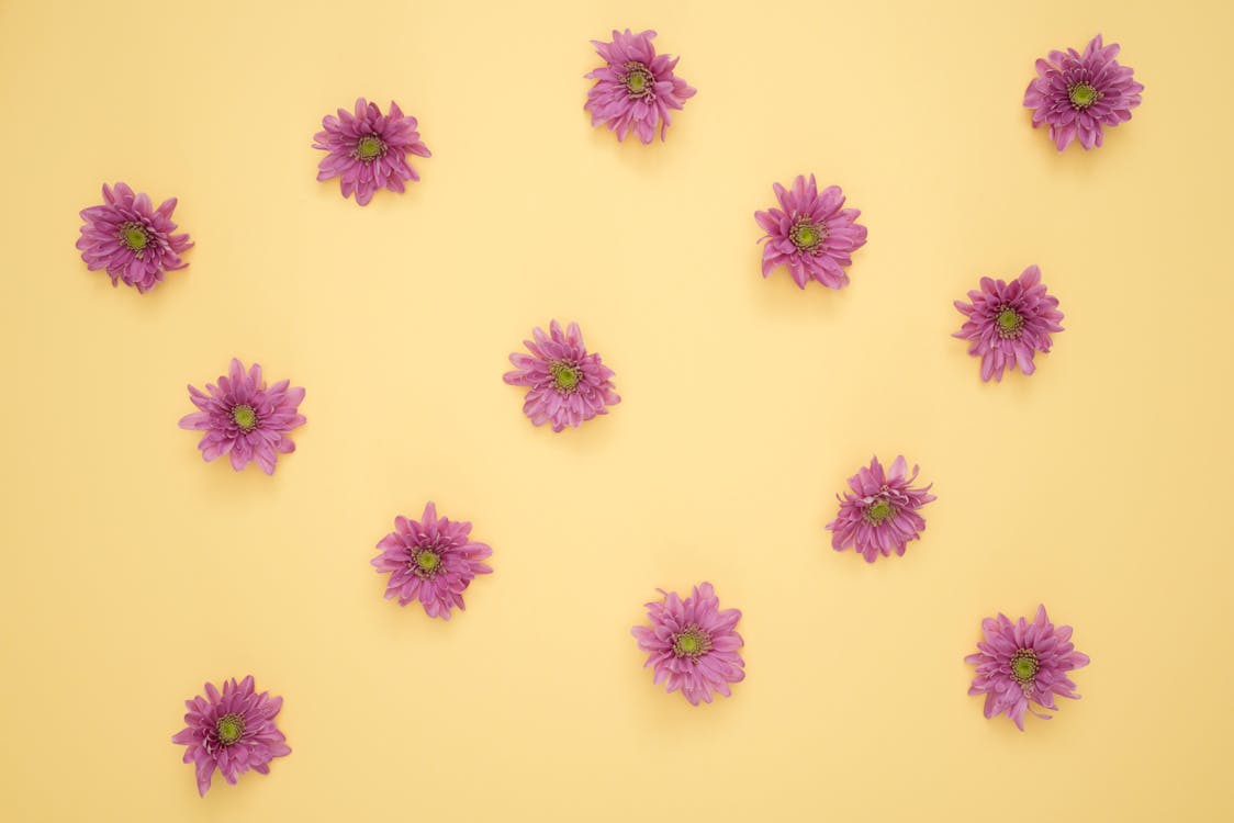 Pink Daisy Flower Lot