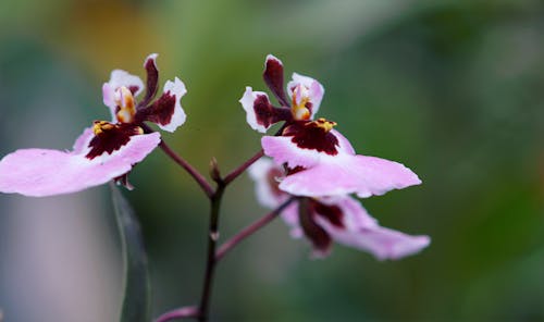 Purpur Und Rosa Mottenorchideen Nahaufnahmefoto