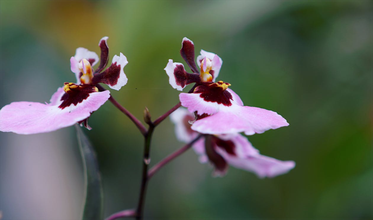 Purple-and-pink Moth Orchids Closeup Photo