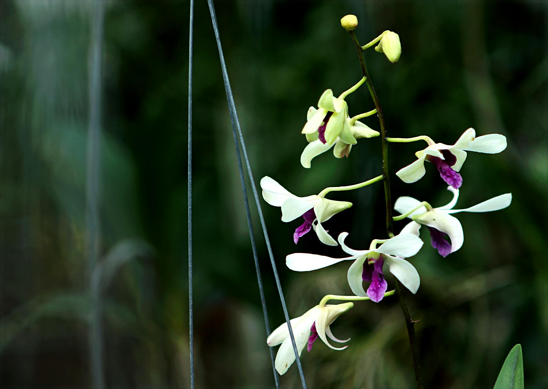 White and Purple Flowers · Free Stock Photo