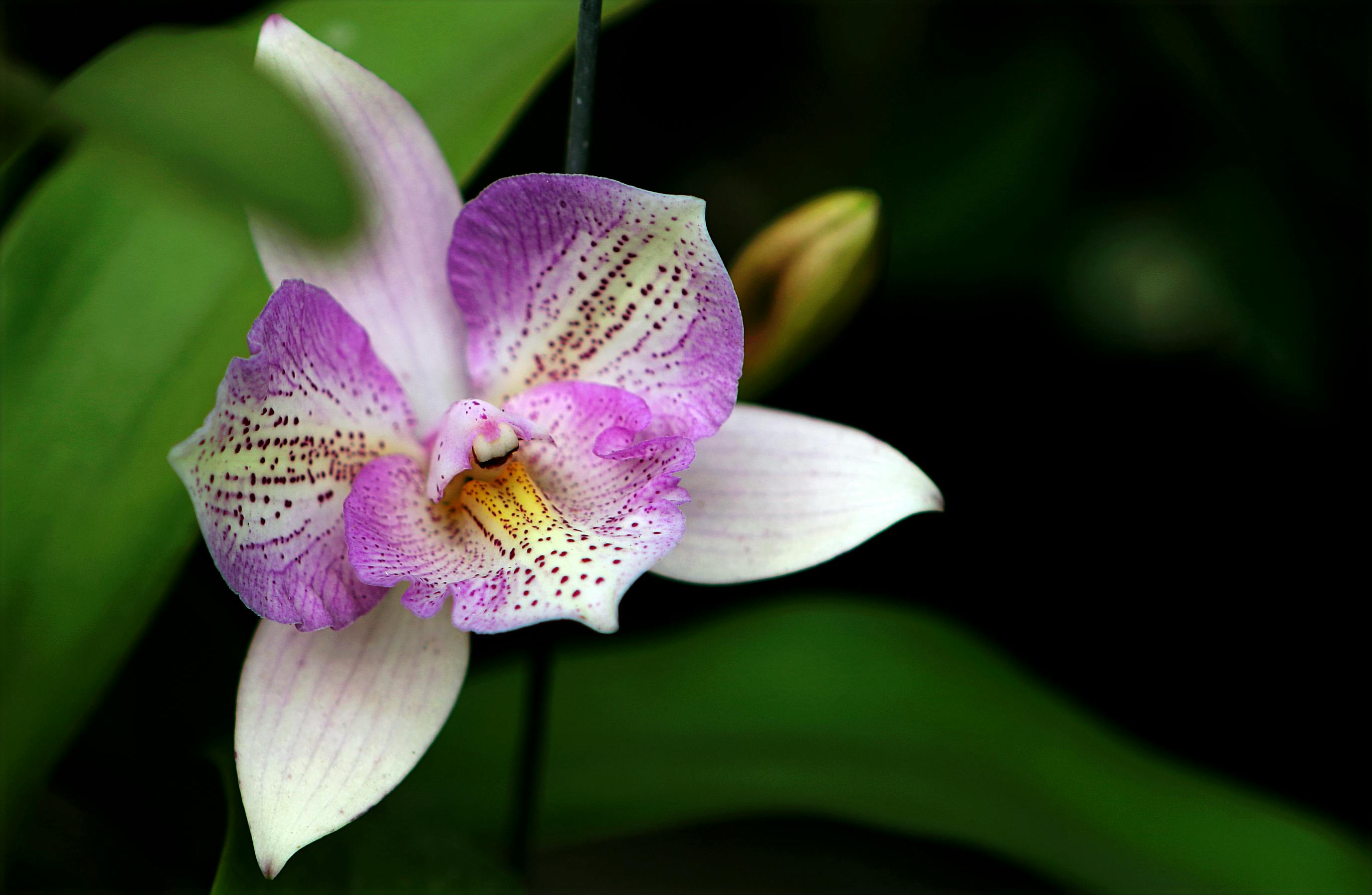 Voyage Botanique : Variétés d'Orchidées Liées à la Légende