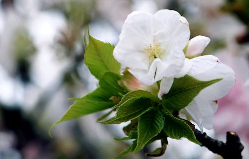 White Flowers