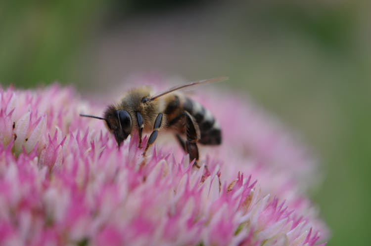 Close Up Of A Bee On A Flower