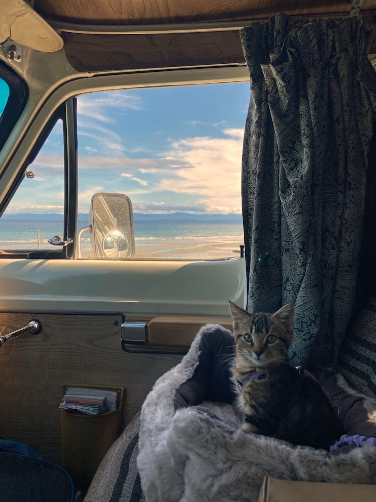 A Gray Tabby Cat On A Cat Bed By The Car Window