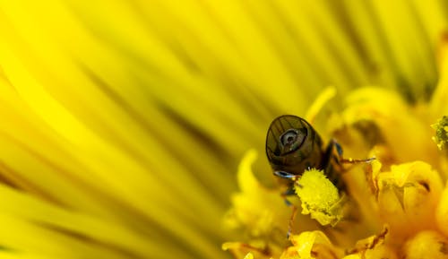 Макро фотография пчелы на желтой ромашке