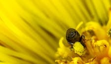 特写的蜜蜂在花园里一朵充满活力的黄色花瓣上收集花粉