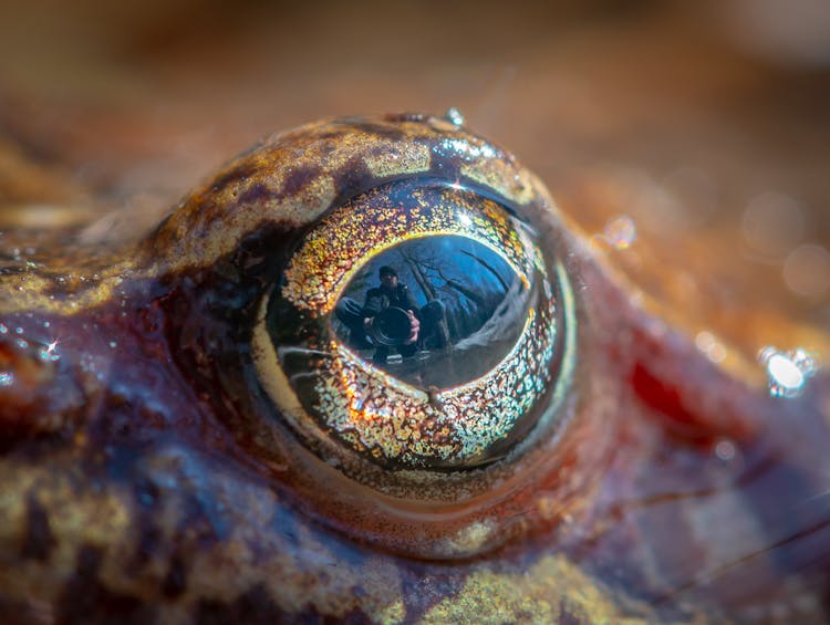 Closeup Photo Of Frog Eye