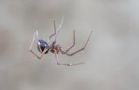 一张蜘蛛挂在户外网上的特写照片