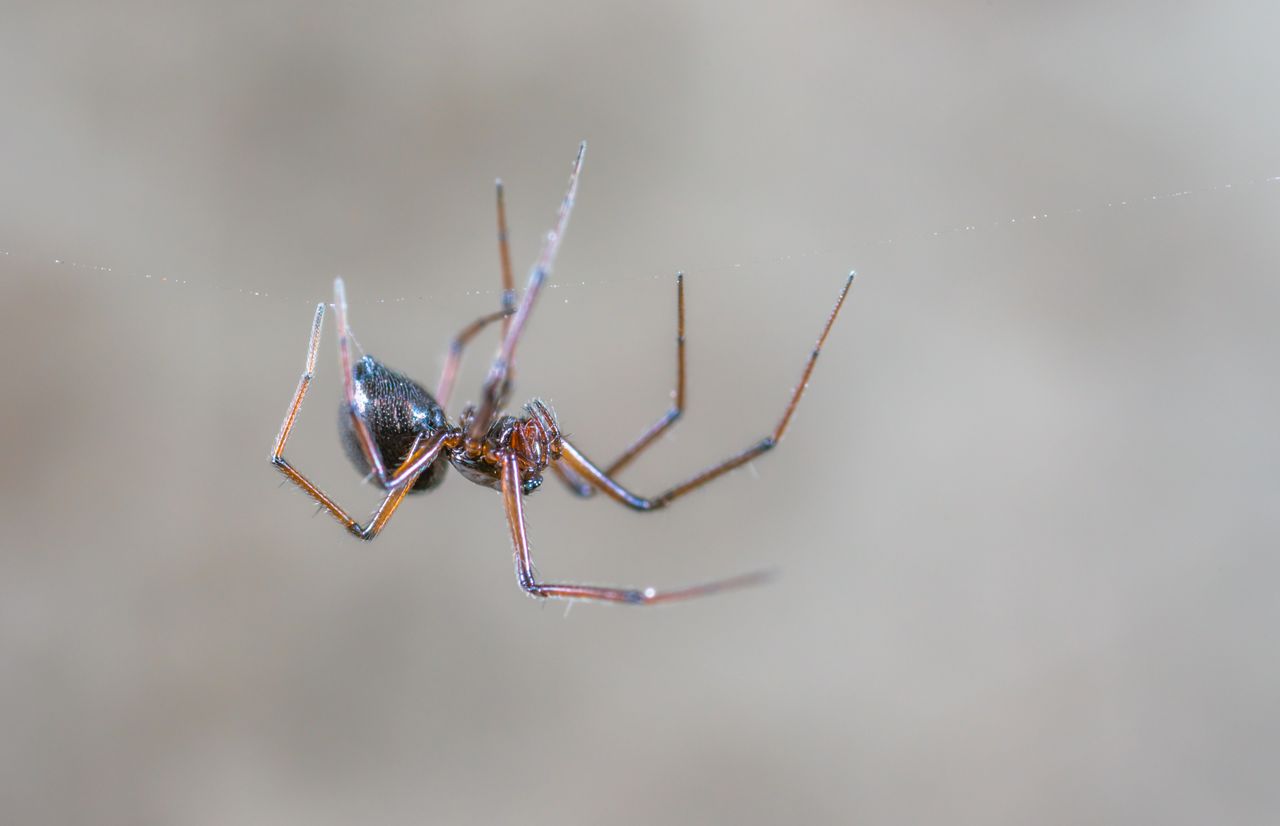 close up image of a spider hanging from its web outdoors