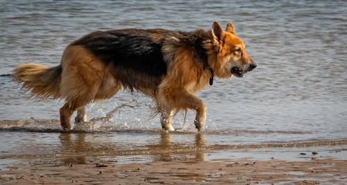 Fotobanka s bezplatnými fotkami na tému cicavec, čistokrvný, dog-fotografovanie