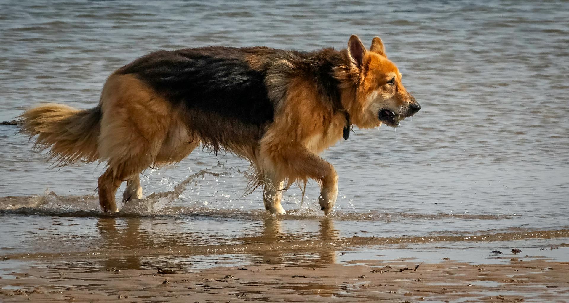 Bruna och svarta schäferhundar som springer på vatten