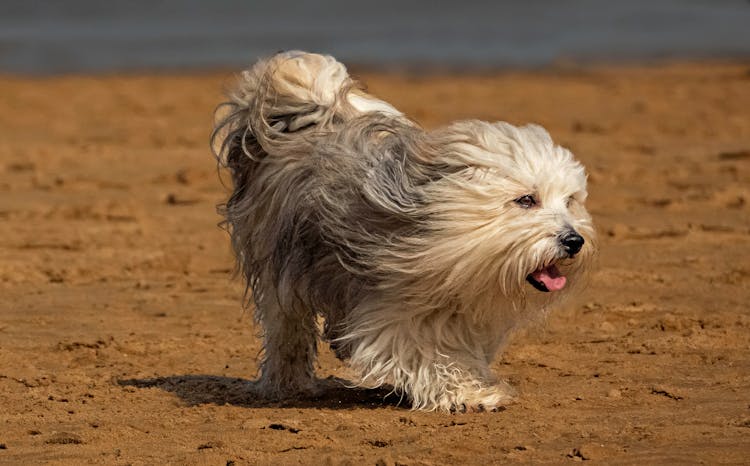 A Dog On A Beach