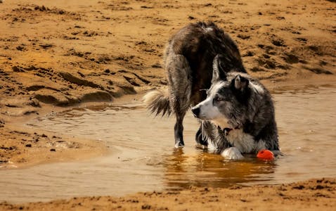 Brown Border Collies: History, Traits, and Popularity
