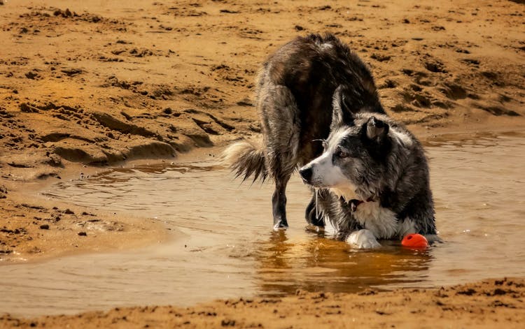 Black And White Border Collie Playing On Brown Sand