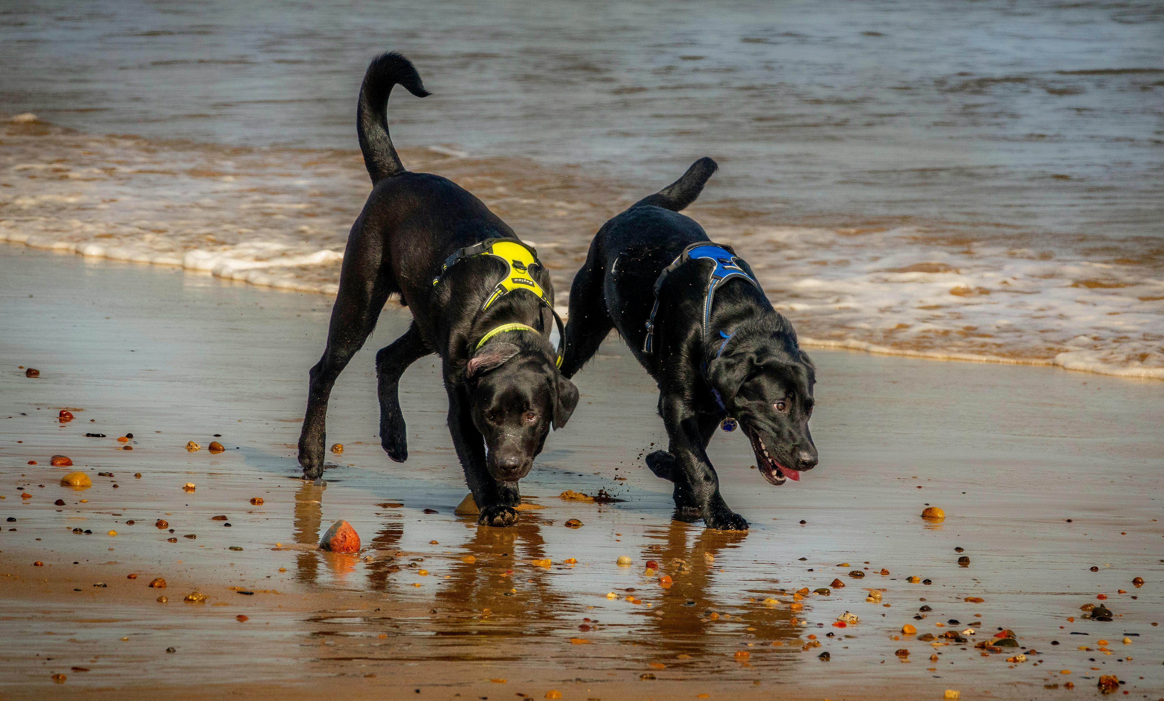 two dogs on a beach