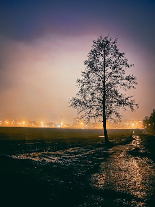 Silhouette of a Tree at Night