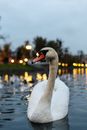 White Swan on Water