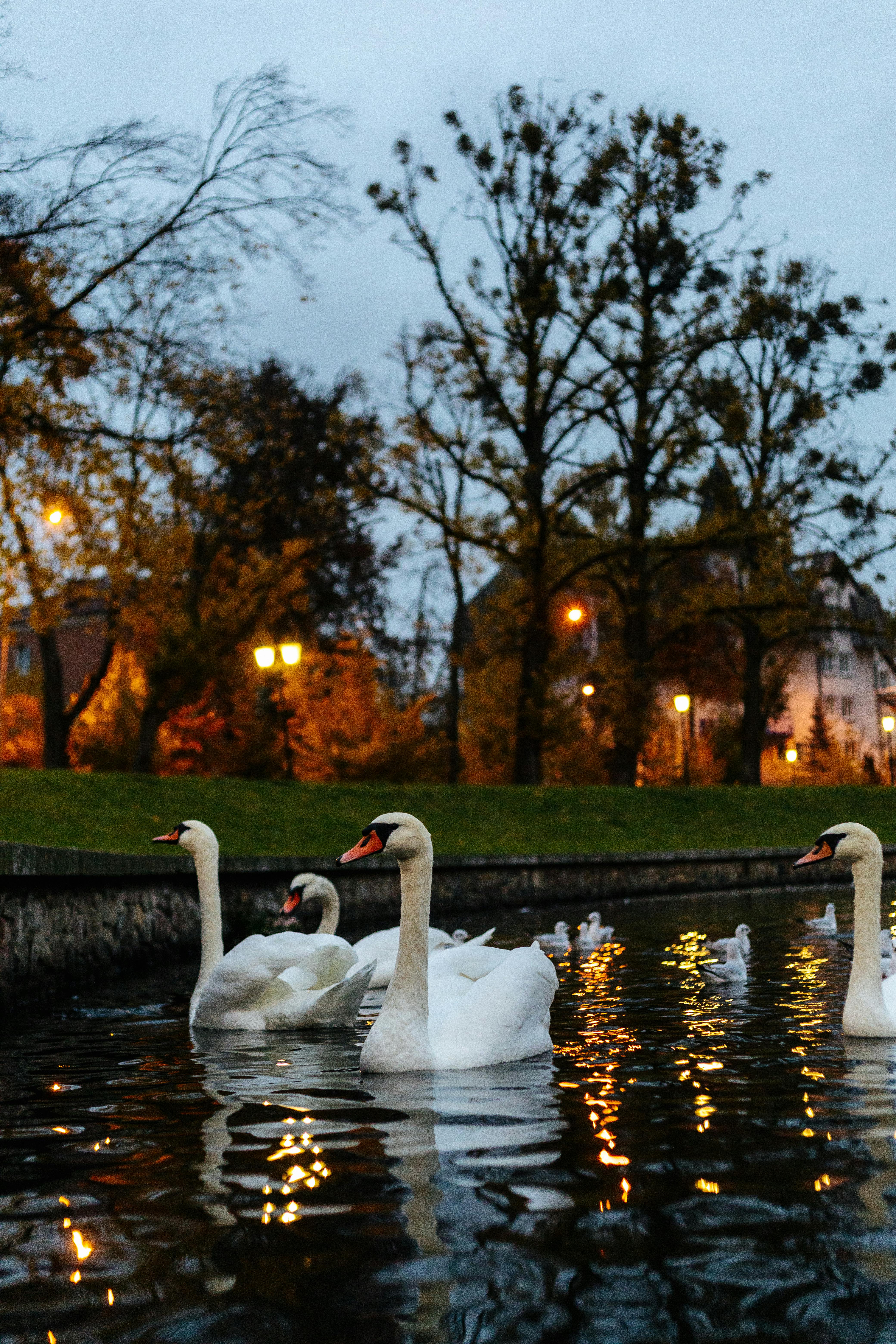 Swan Lake in Singapore Botanic Gardens at evening, with swans and the colonial-era bandstand visible